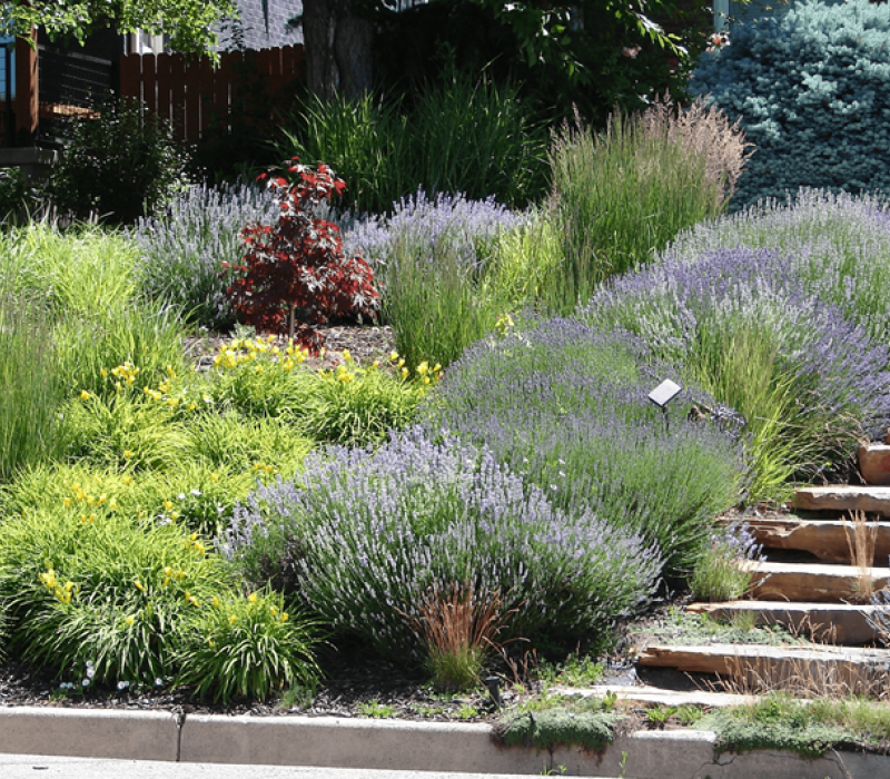 A hillside garden with stone steps, lavender bushes, yellow flowers, and various green plants.