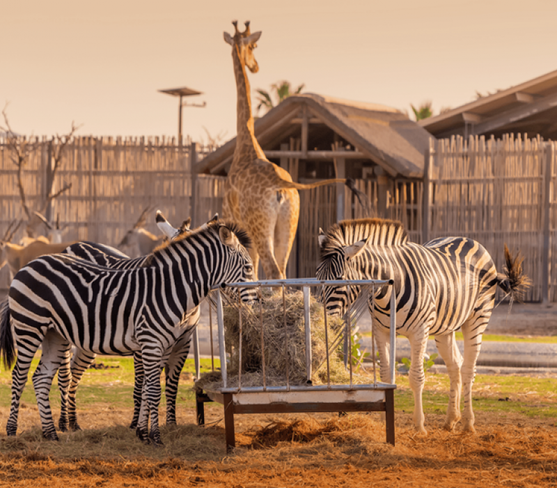 Three zebras eat hay from a feeder while a giraffe stands behind them in a fenced outdoor enclosure.